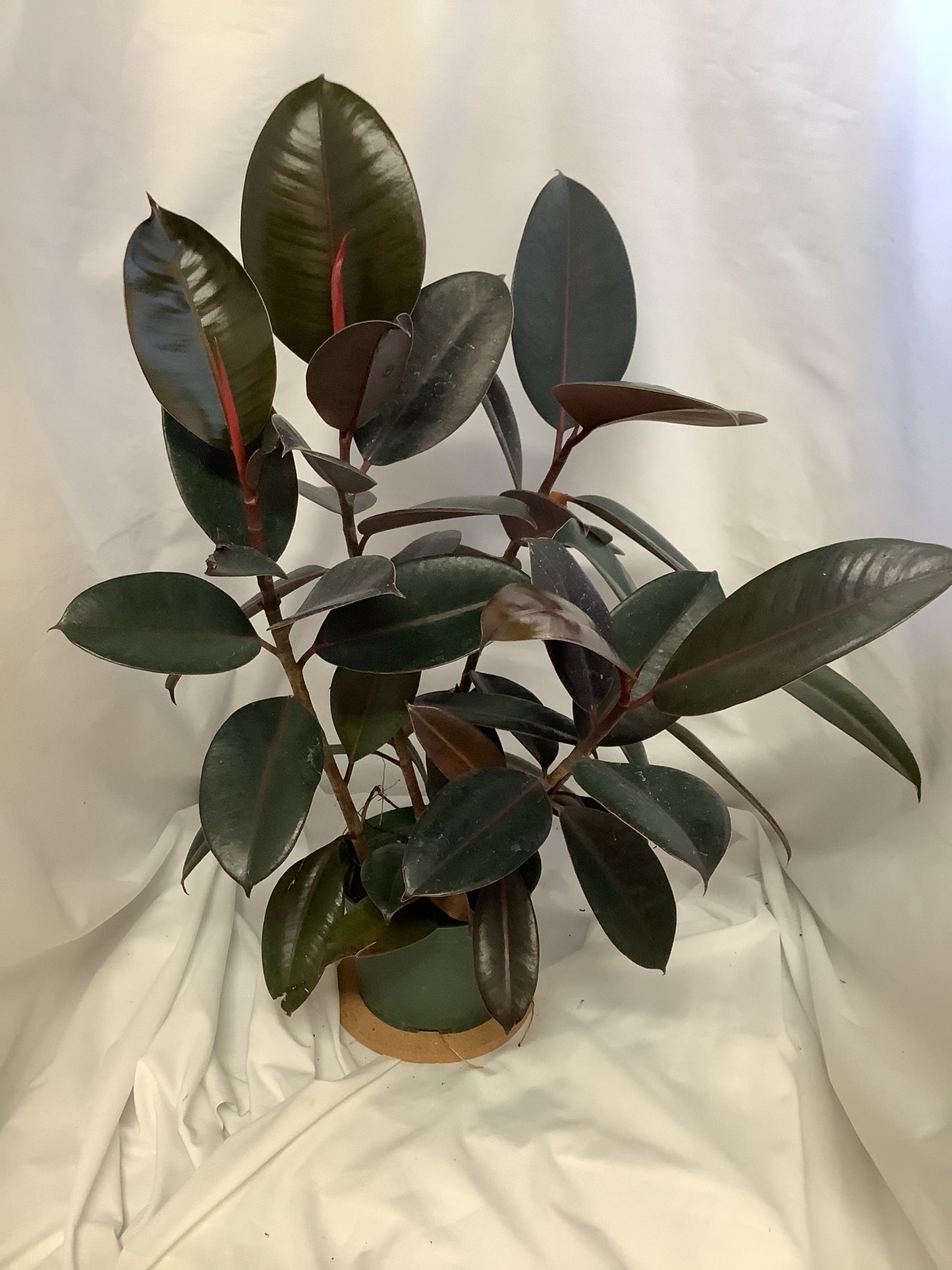 Ficus Elastica Burgundy (Rubber Tree Plant)