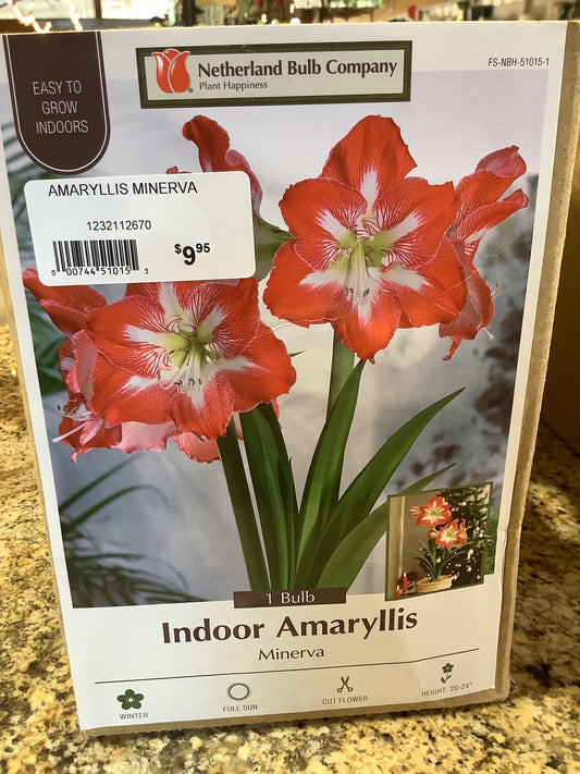 Indoor Amaryllis Minerva