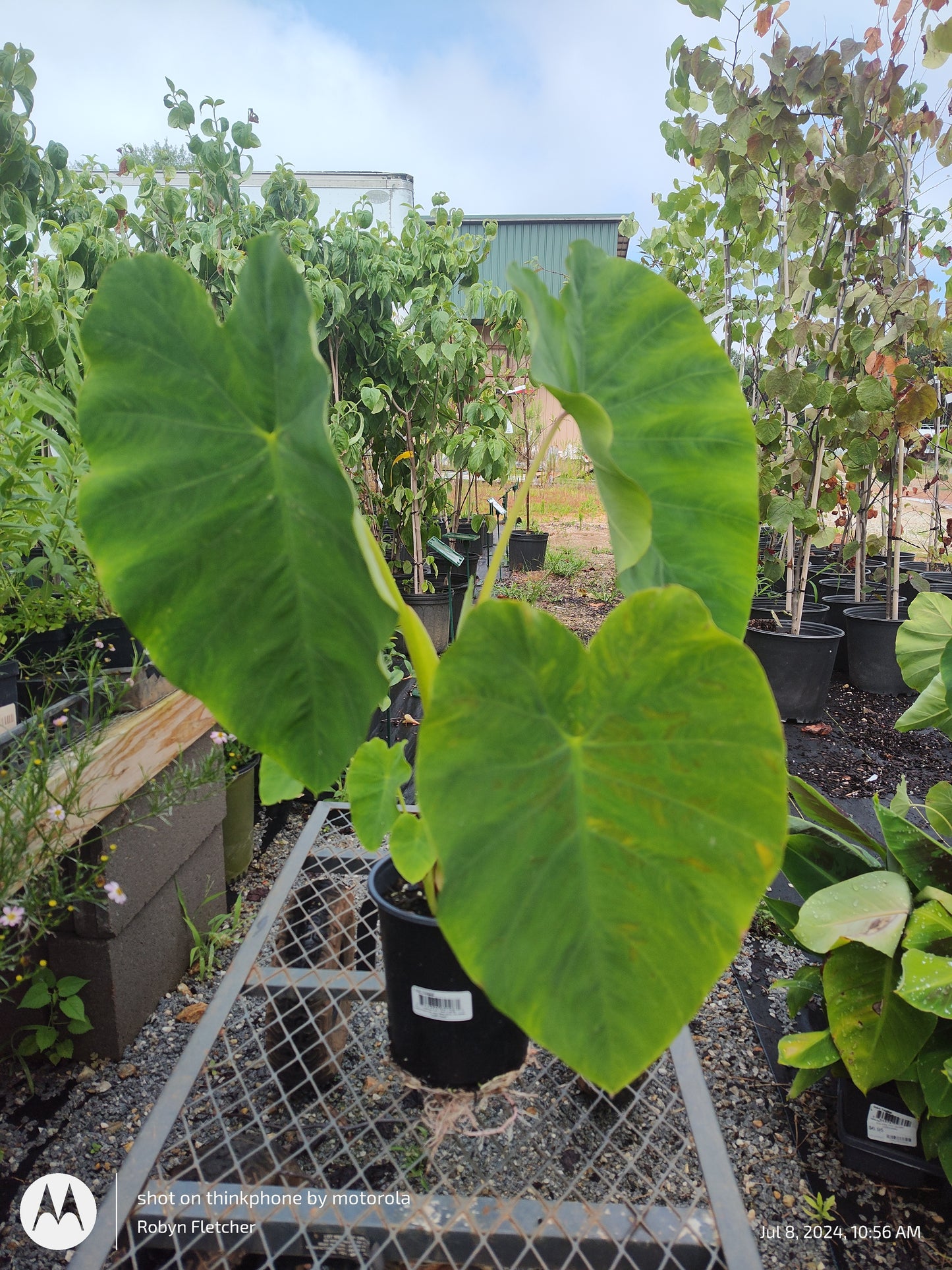 Colocasia Jack's Giant Gallon