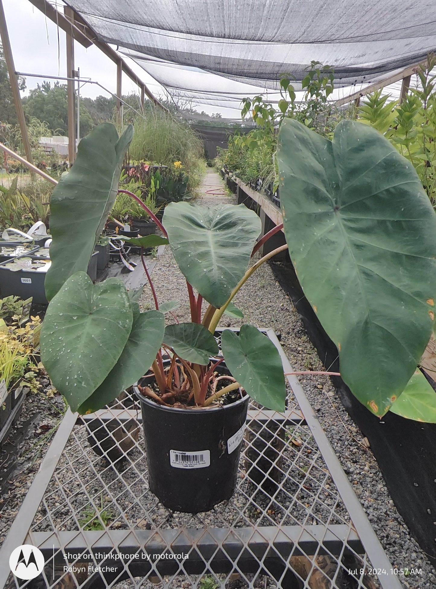 Colocasia Pink China - Gallon Pot