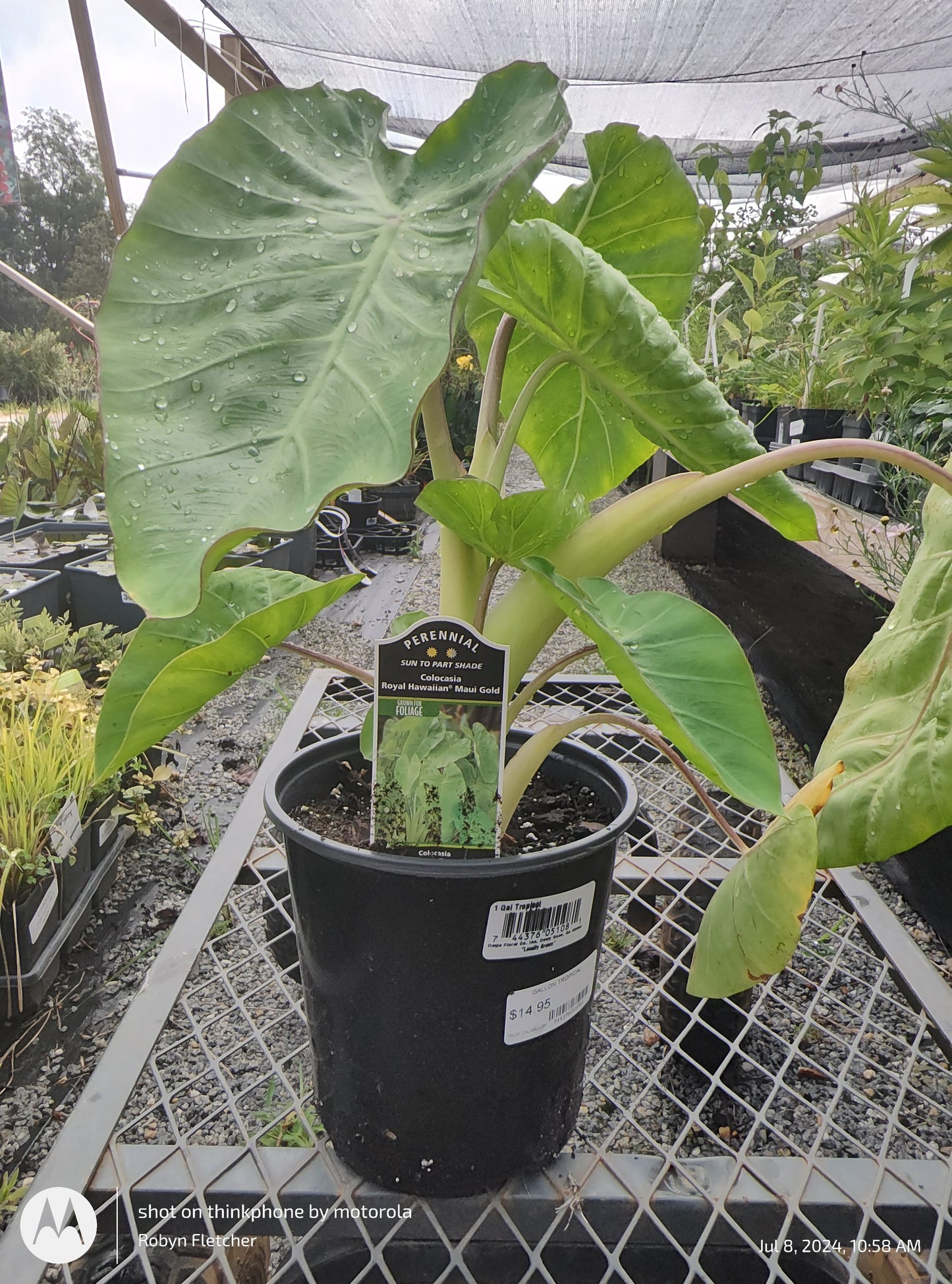 Colocasia Royal Hawaiian Maui Gold - Gallon Pot