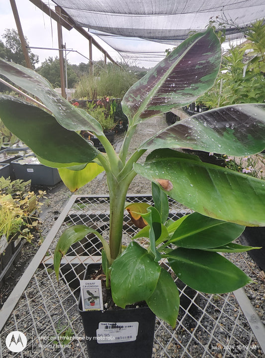 Banana Dwarf Cavendish - Quart