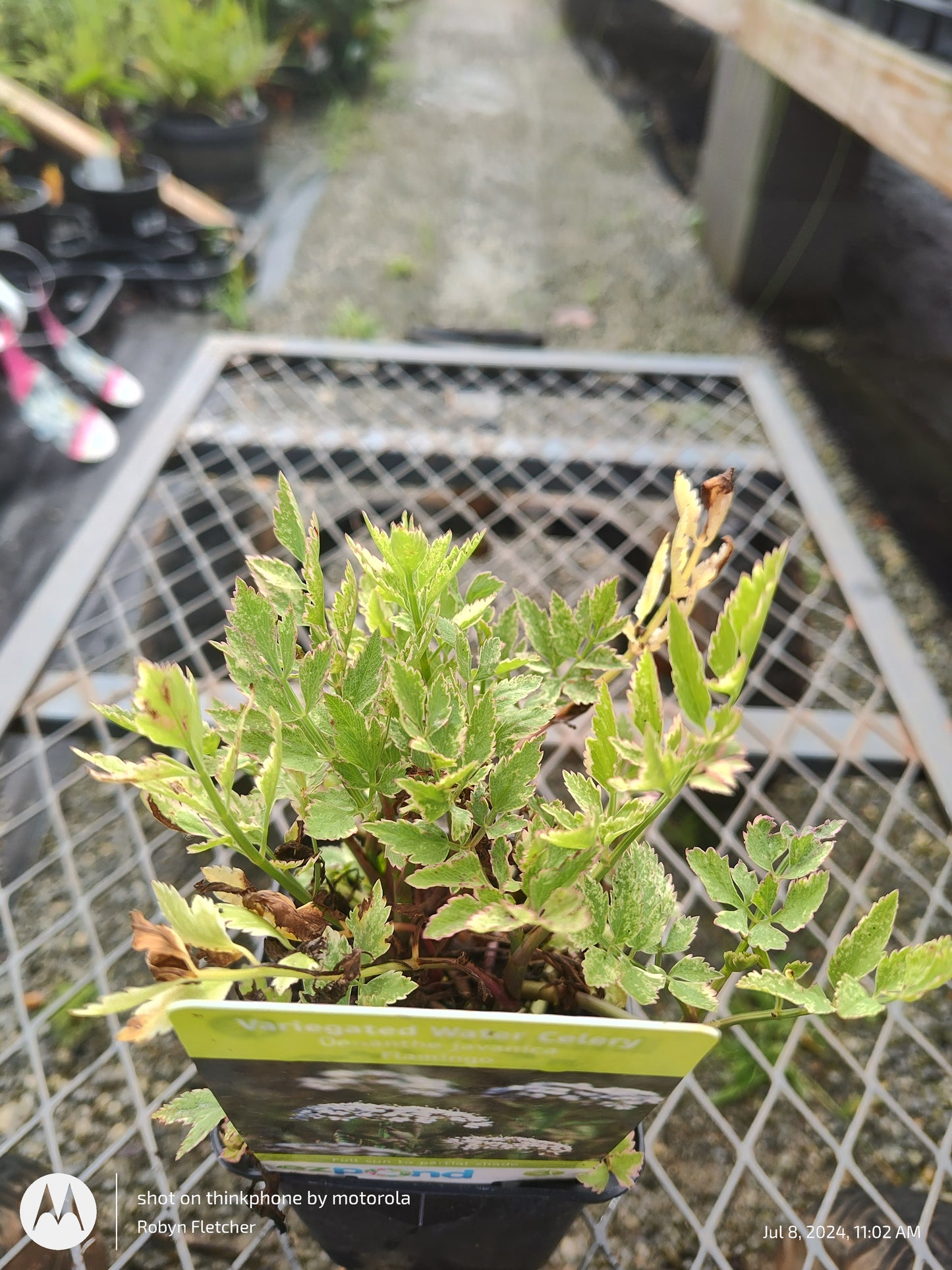 Oenanthe avancia Flamingo Variegated Water Celery Quart