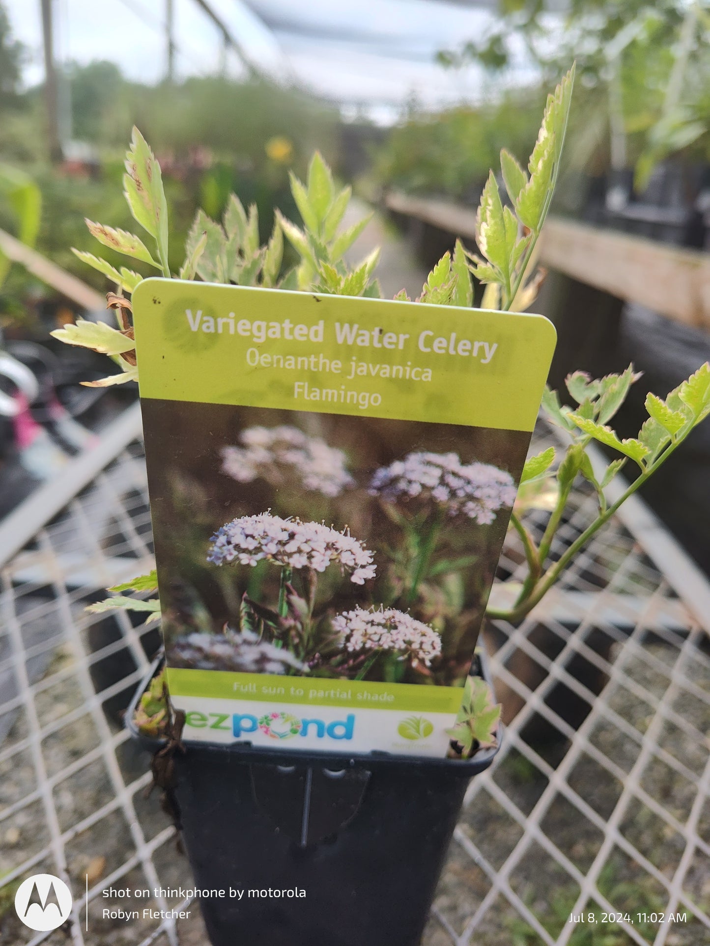 Oenanthe avancia Flamingo Variegated Water Celery Quart