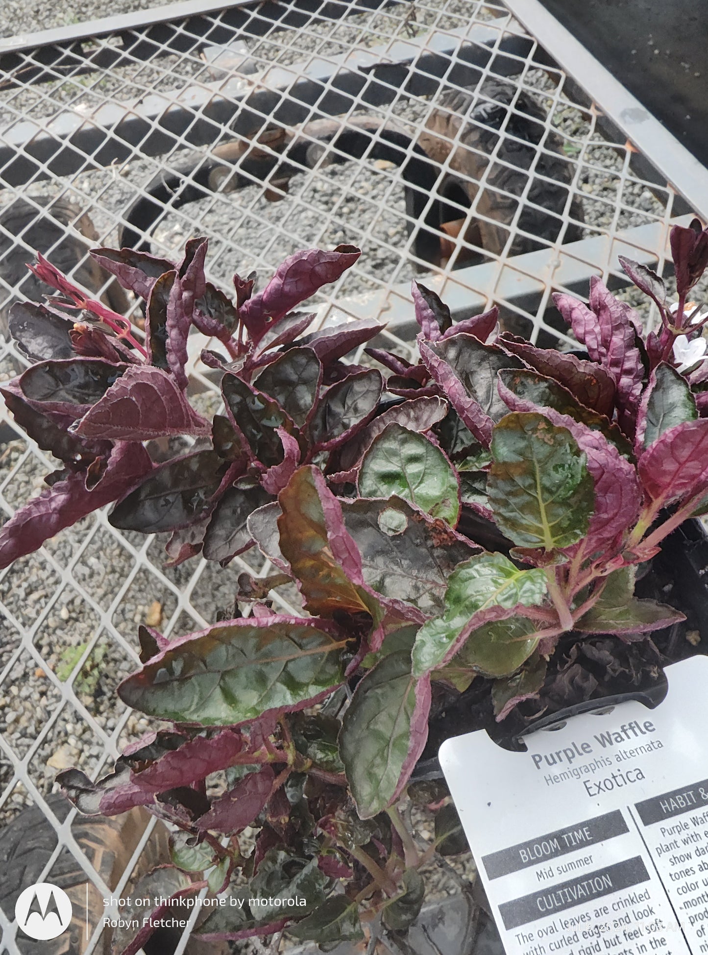 Hemigraphis alternata Exotica Purple Waffle Quart