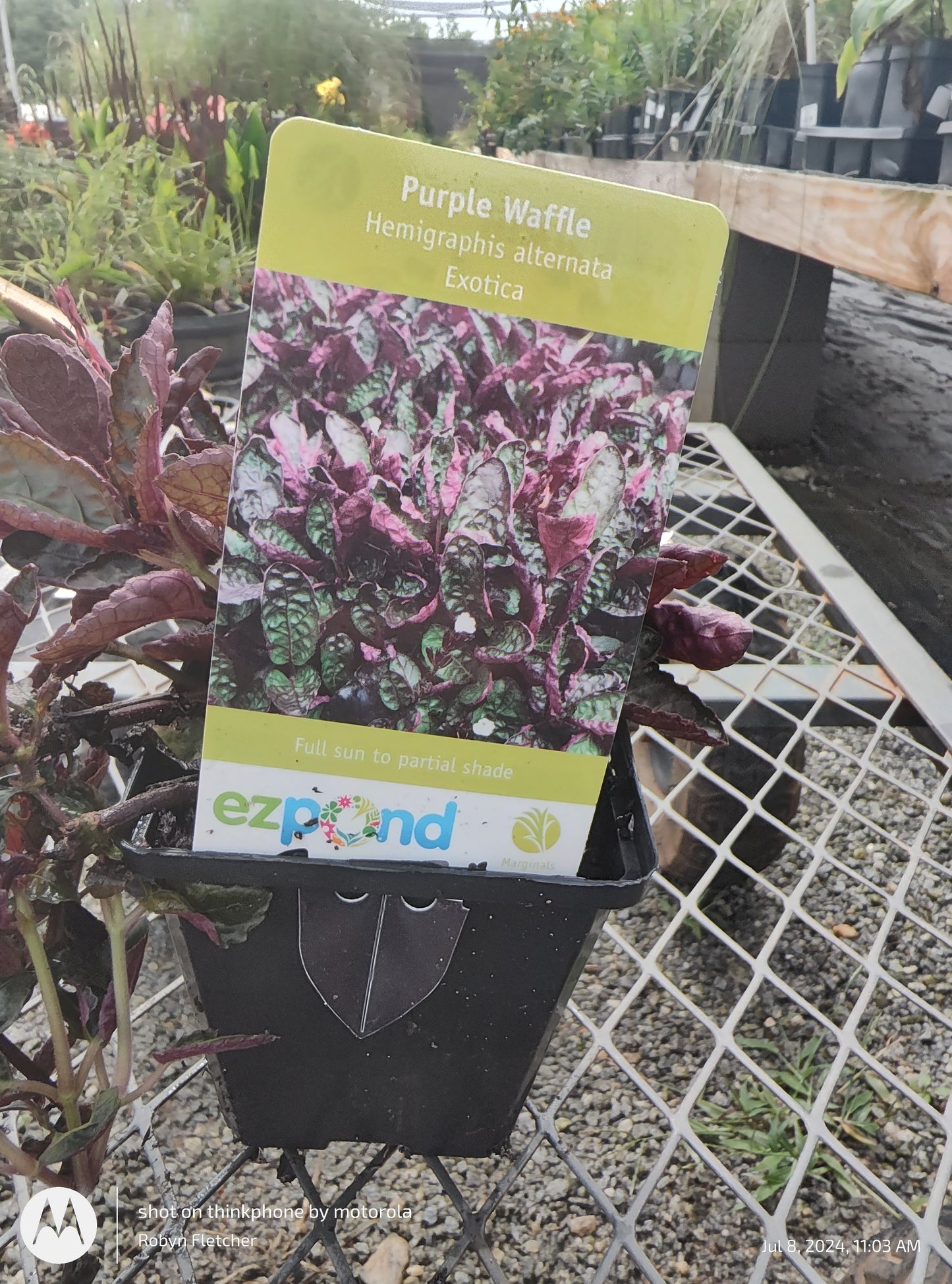 Hemigraphis alternata Exotica Purple Waffle Quart