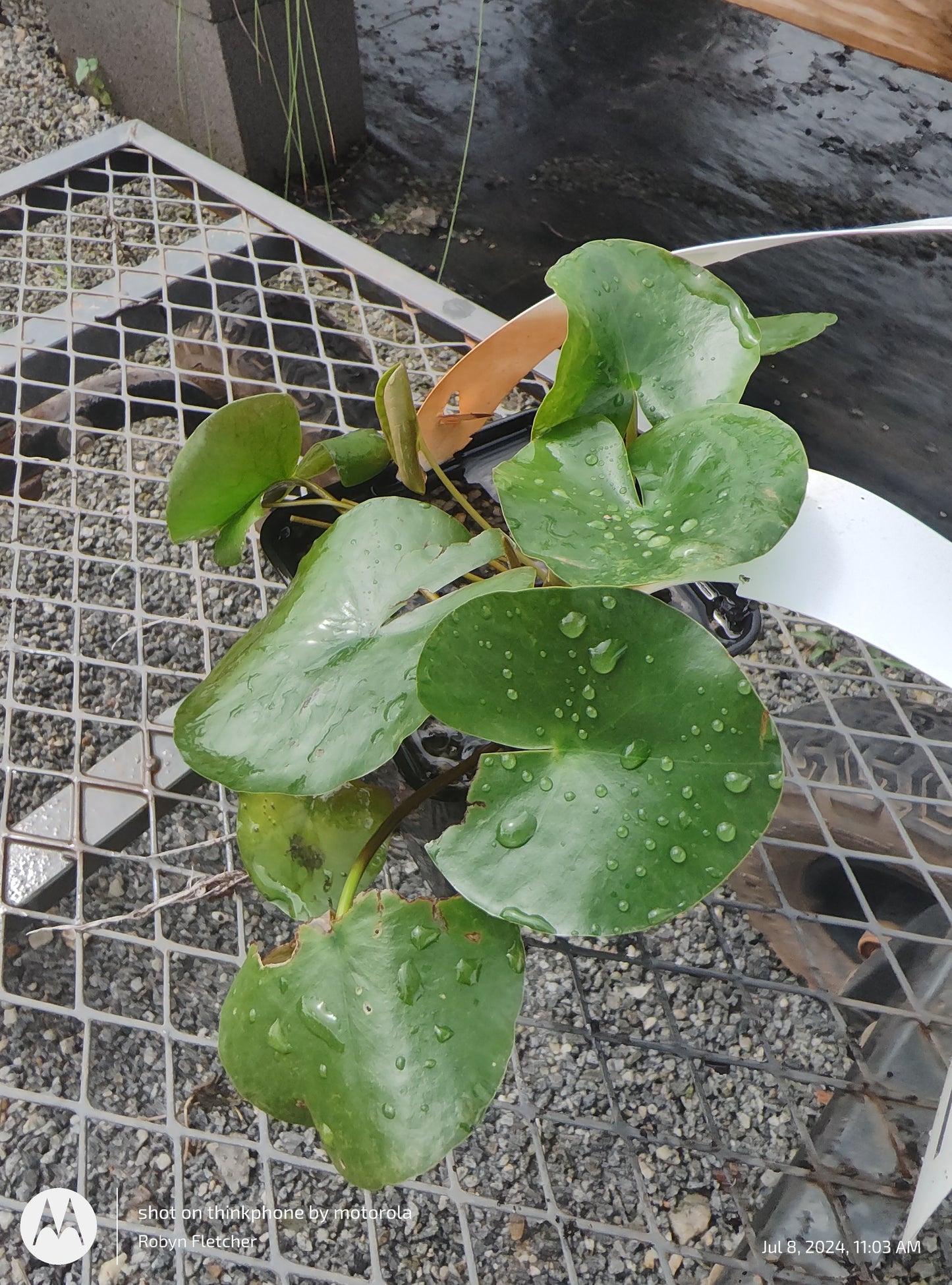 Nymphaea Attraction Purple Water Lily - Quart