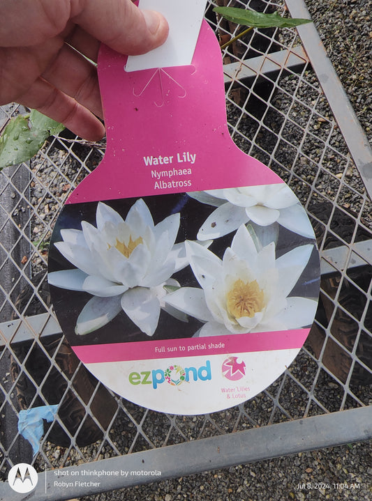 Nymphaea albatross Water Lily White  - Quart