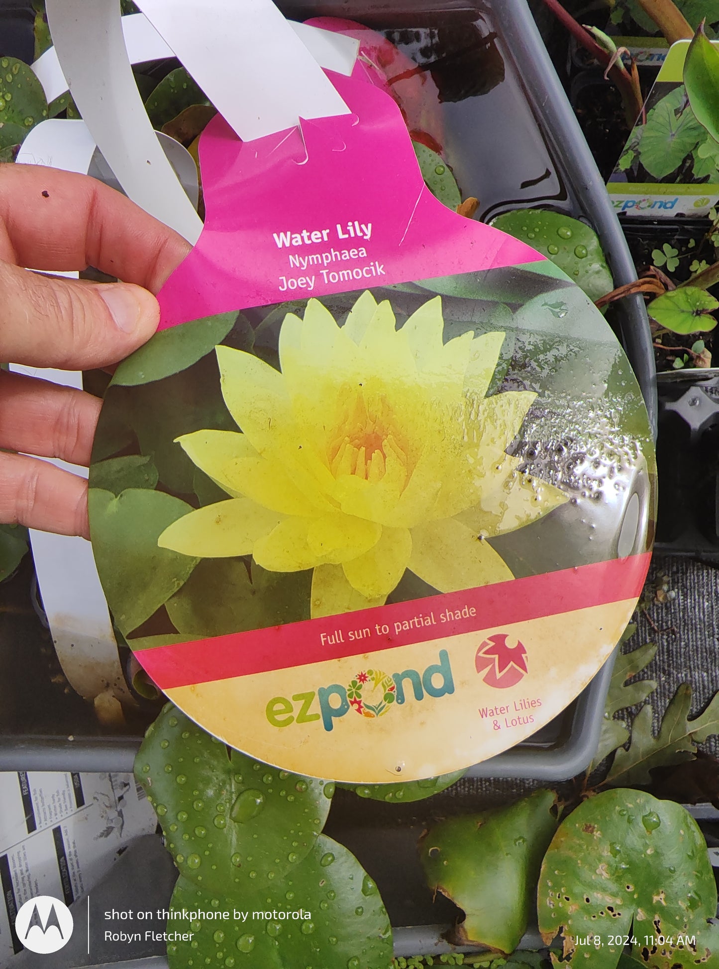 Nymphea Joey Tomocik Yellow Water Lily - Quart