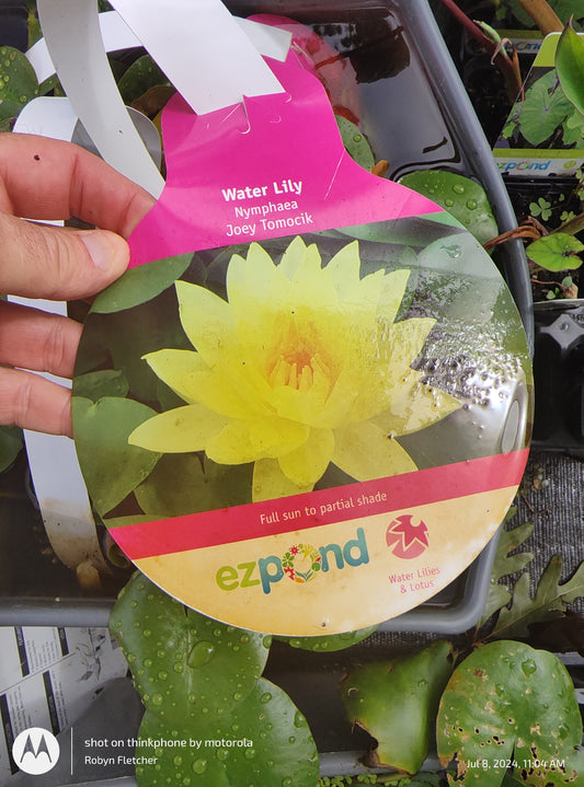 Nymphea Joey Tomocik Yellow Water Lily - Quart