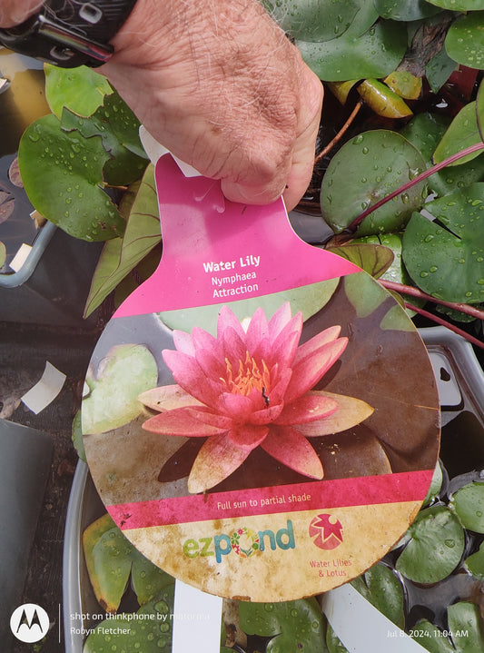 Nymphaea Attraction Purple Water Lily - Quart