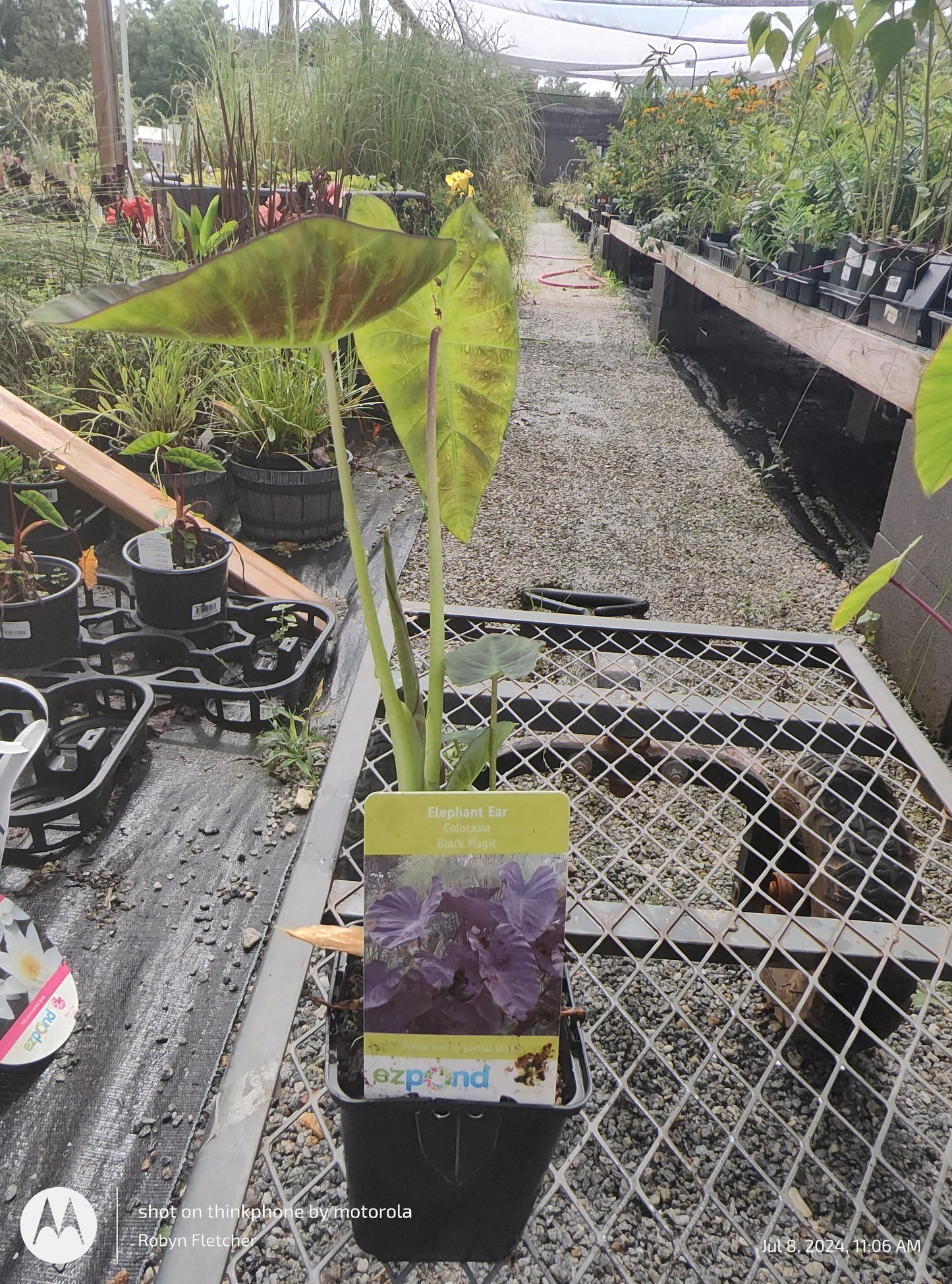 Colocasia Black Magic Elephant Ear - Quart