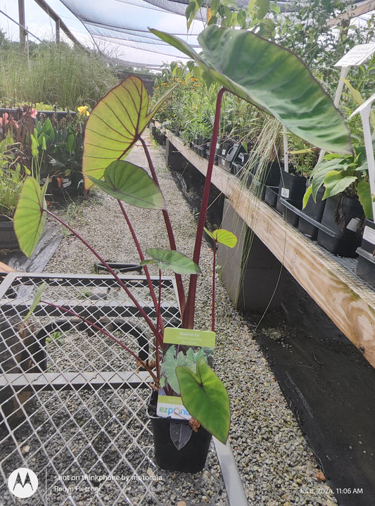 Colocasia Blue Hawaii - Quart