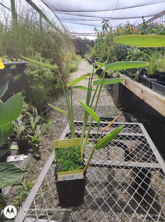 Tahlia dealbata Hardy Water Canna - Quart