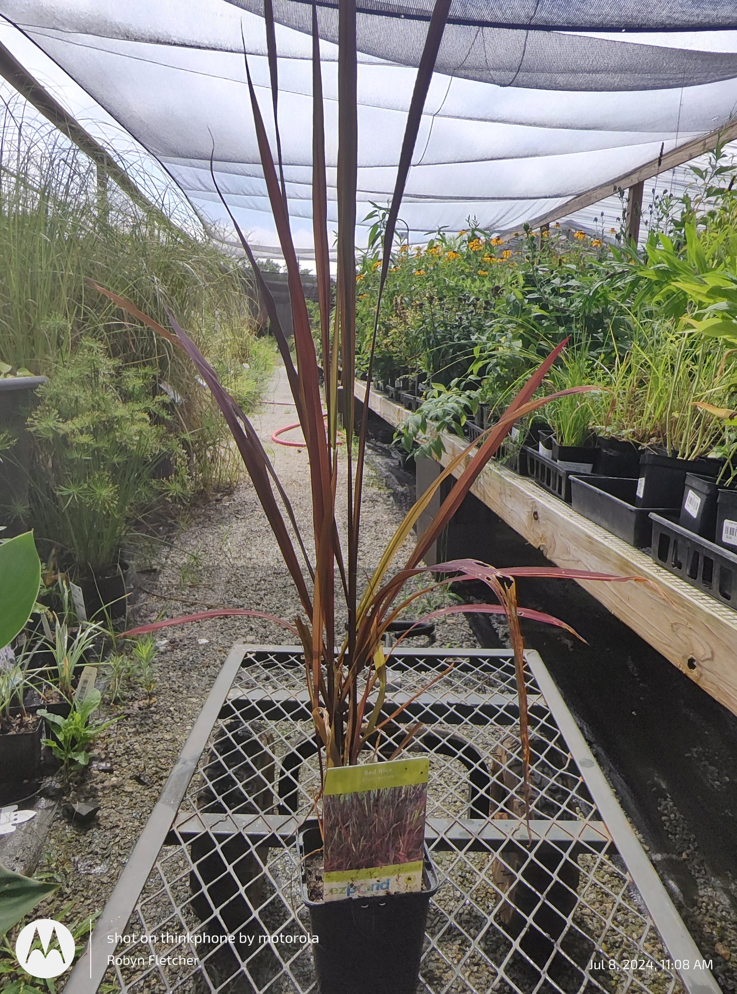 Ornamental Red Rice Water Plant - Quart
