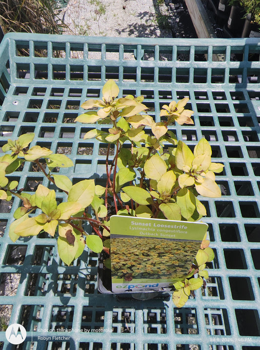Lysimachia congestiflora Outback Sunset - Sunset Loosestrife - Quart