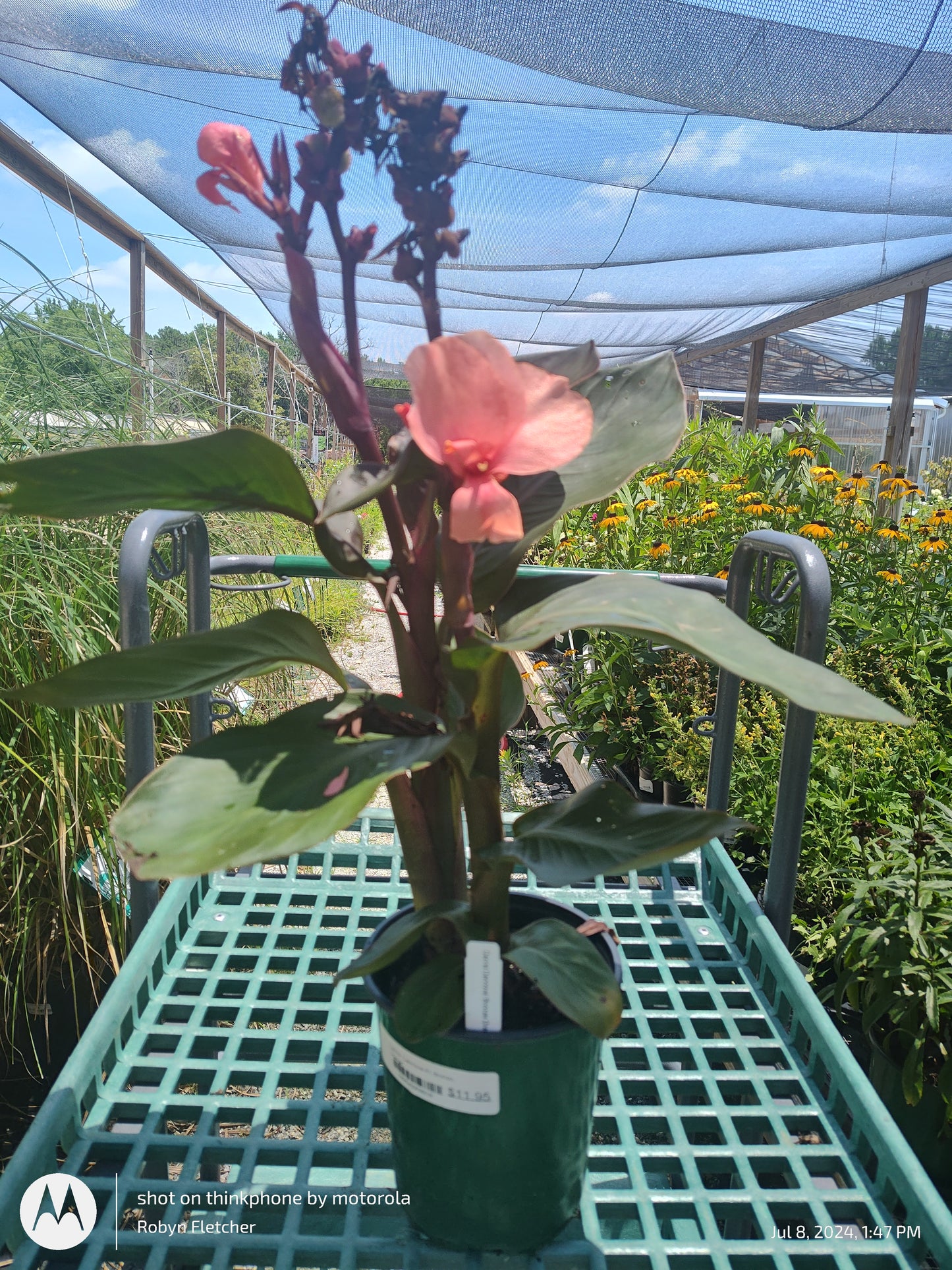 Canna Cannova Bronze Orange Gallon