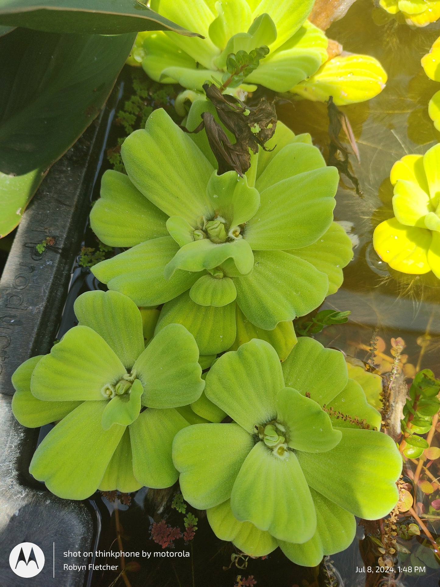 Pistia stratiodes Water Lettuce