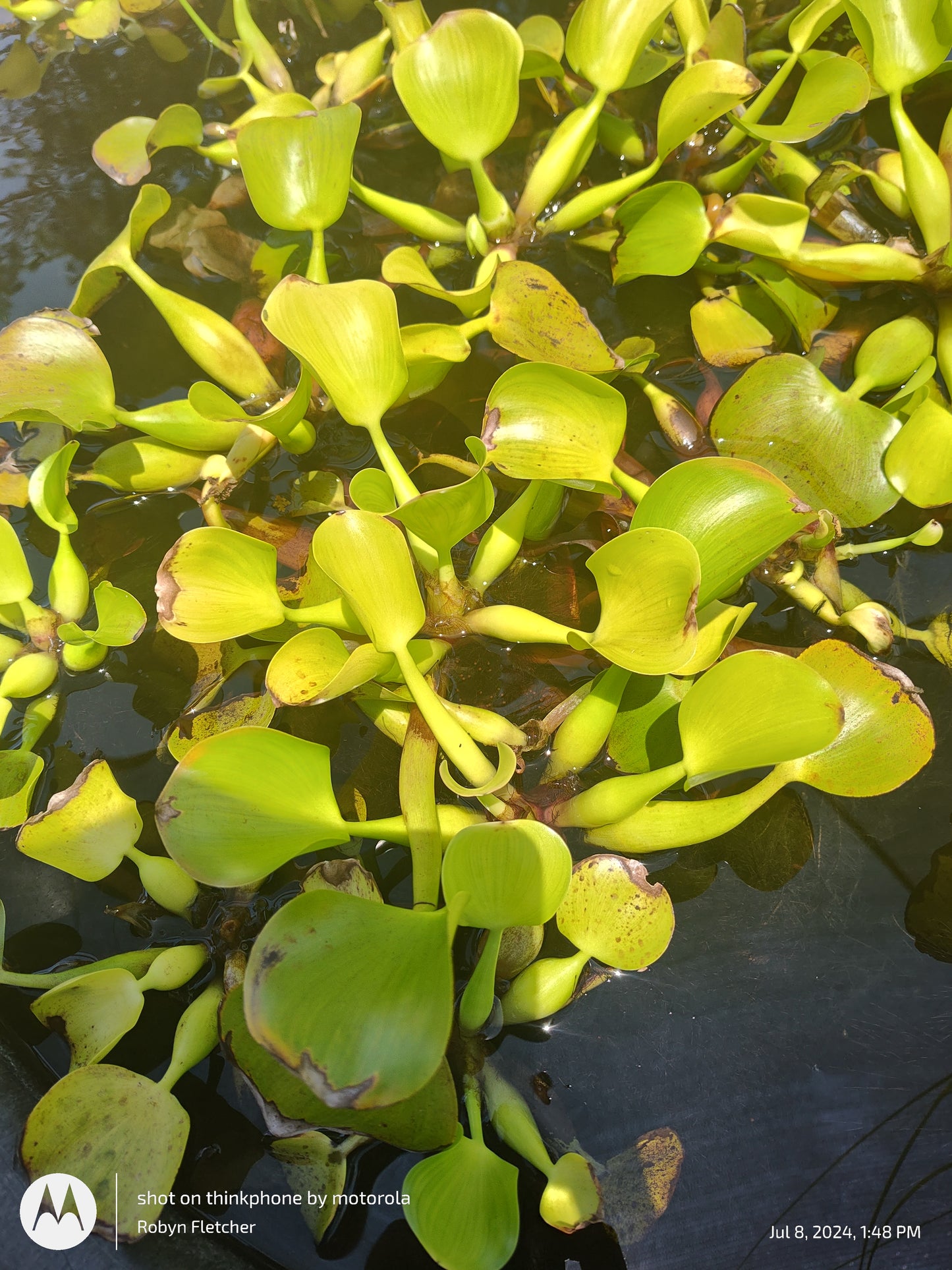 Eichhornia Crassipes Water Hyacinth