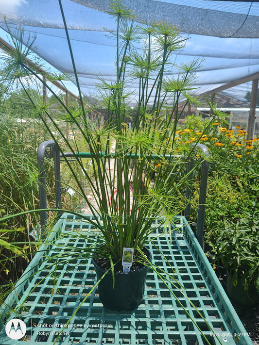 Cyperus profiler Dwarf Papyrus - 8" Pot