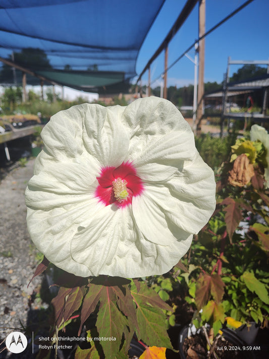 Hibiscus Summerific™ 'French Vanilla' PP33181 PW® - Gallon