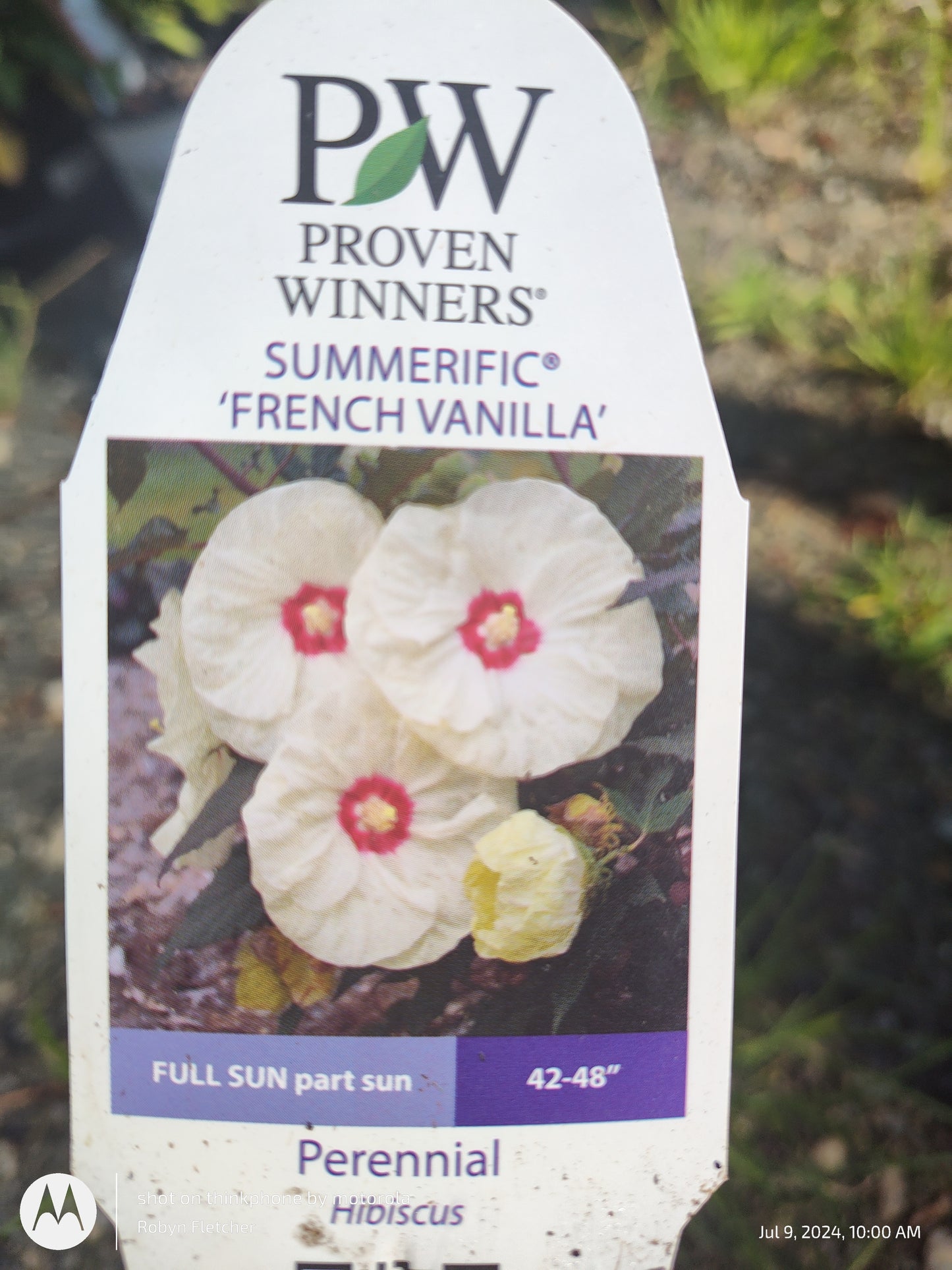 Hibiscus Summerific™ 'French Vanilla' PP33181 PW® - Gallon