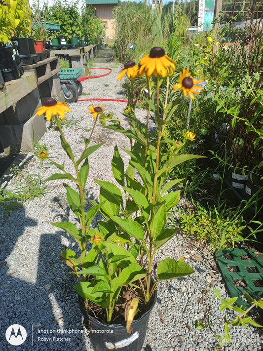 Rudbeckia Goldstrum Blackeyed Susan - Gallon