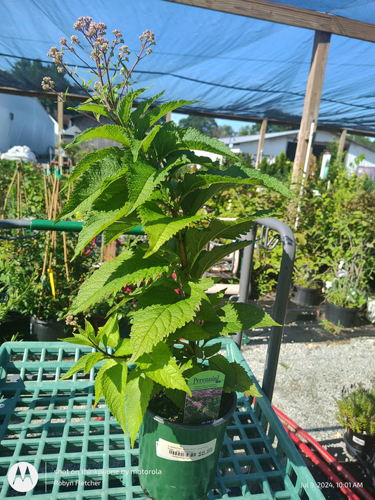 Eupatorium purpureum 'Euphoria Ruby' - Gallon