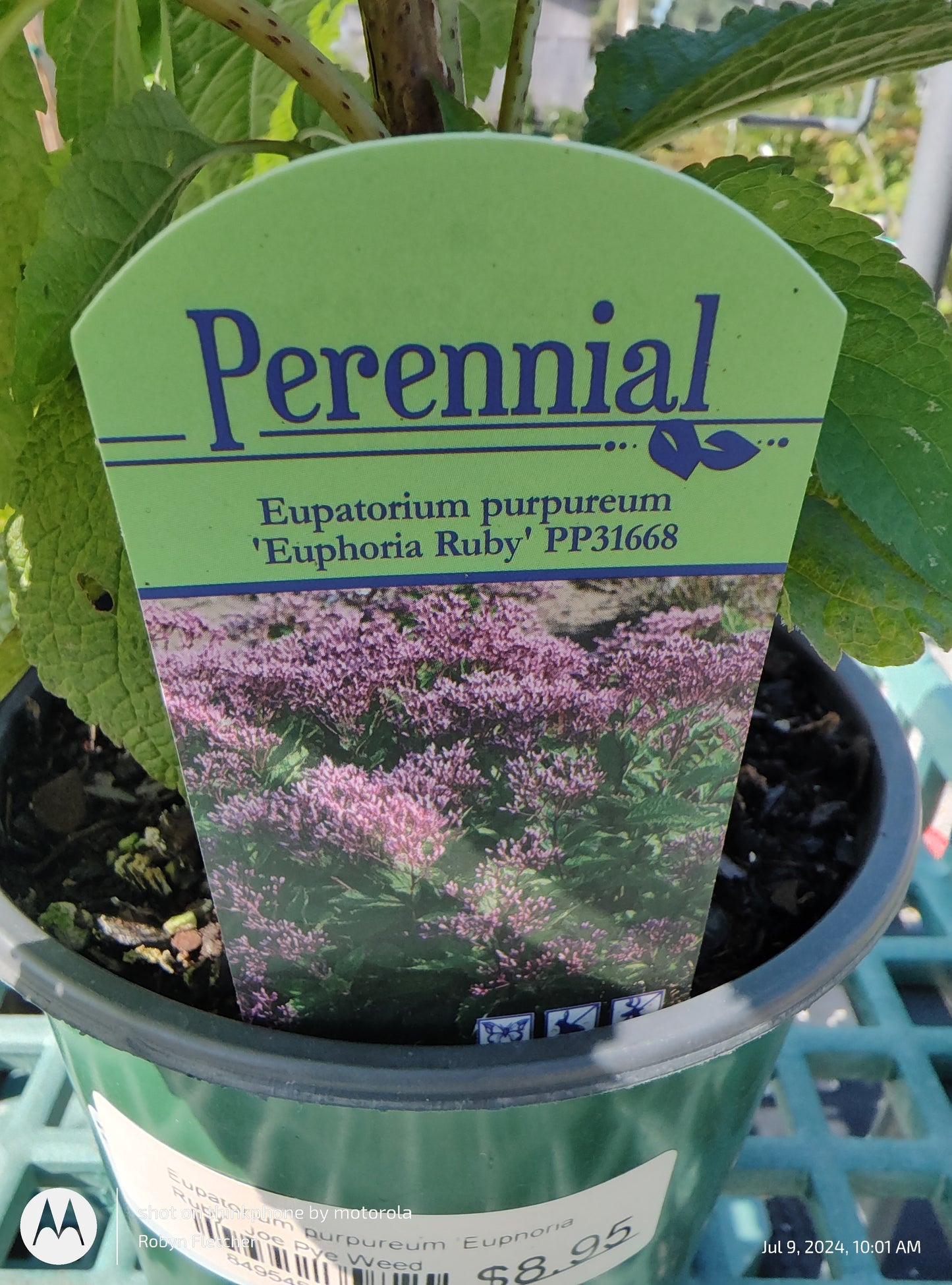 Eupatorium purpureum 'Euphoria Ruby' - Gallon