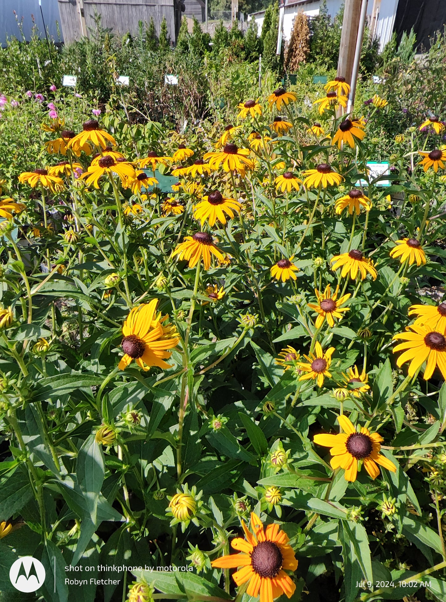 Rudbeckia Goldstrum Blackeyed Susan - Gallon