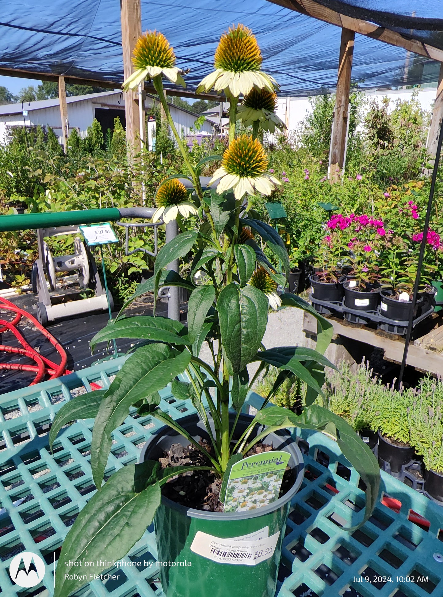 Echinacea purpurea 'Pow Wow White' PPAF - Gallon