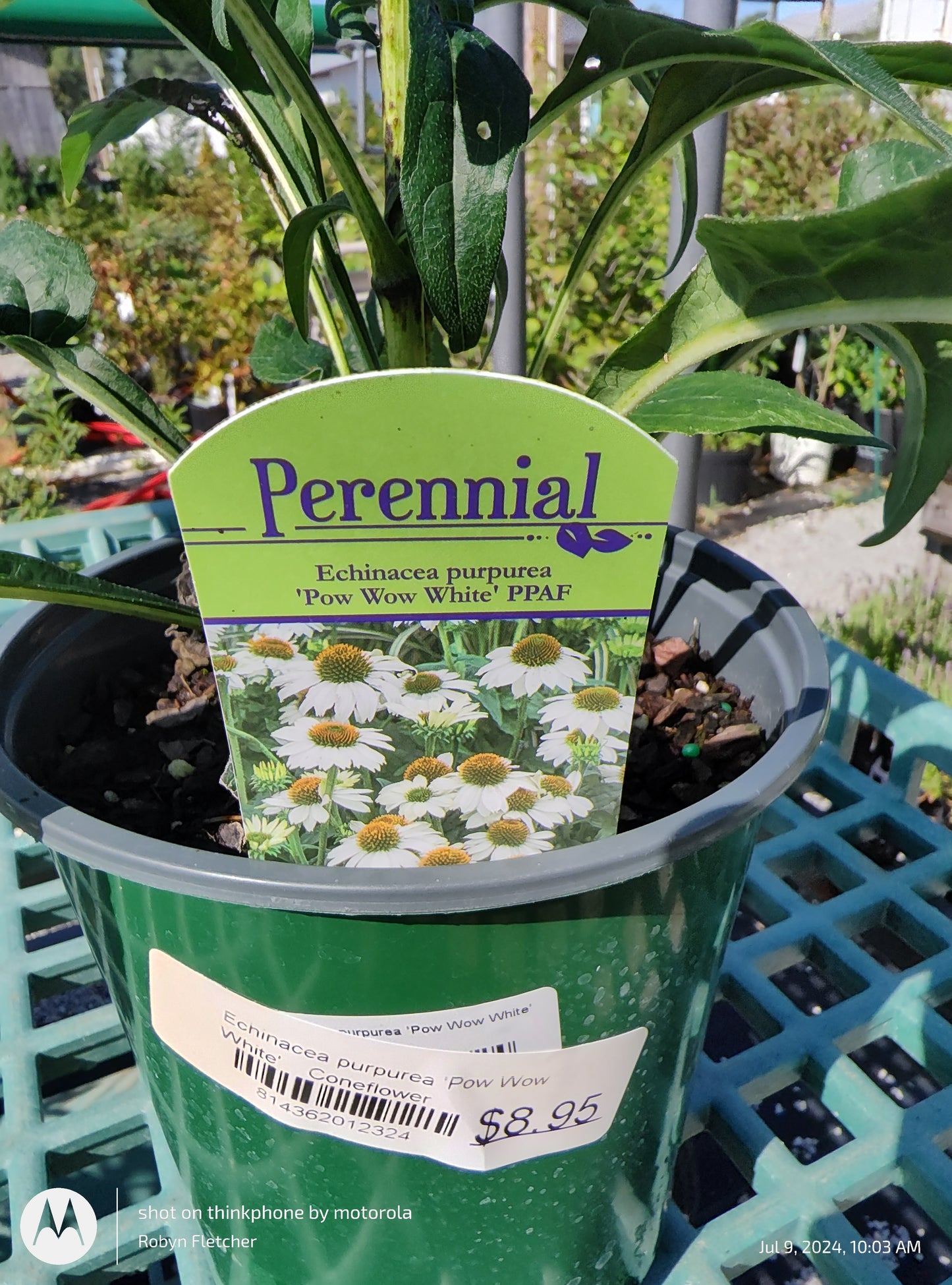 Echinacea purpurea 'Pow Wow White' PPAF - Gallon