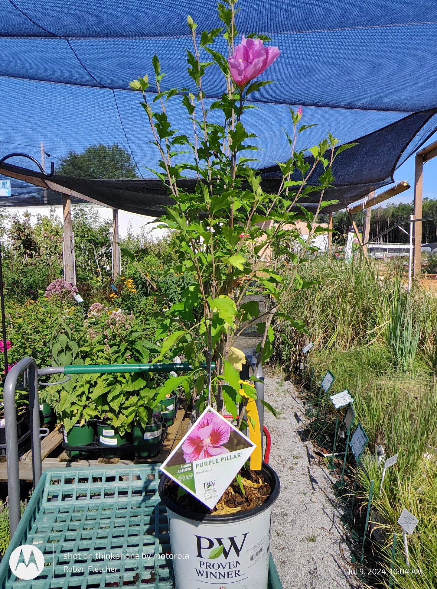 Purple Pillar® Rose of Sharon Hibiscus syriacus PW - 3 Gallon