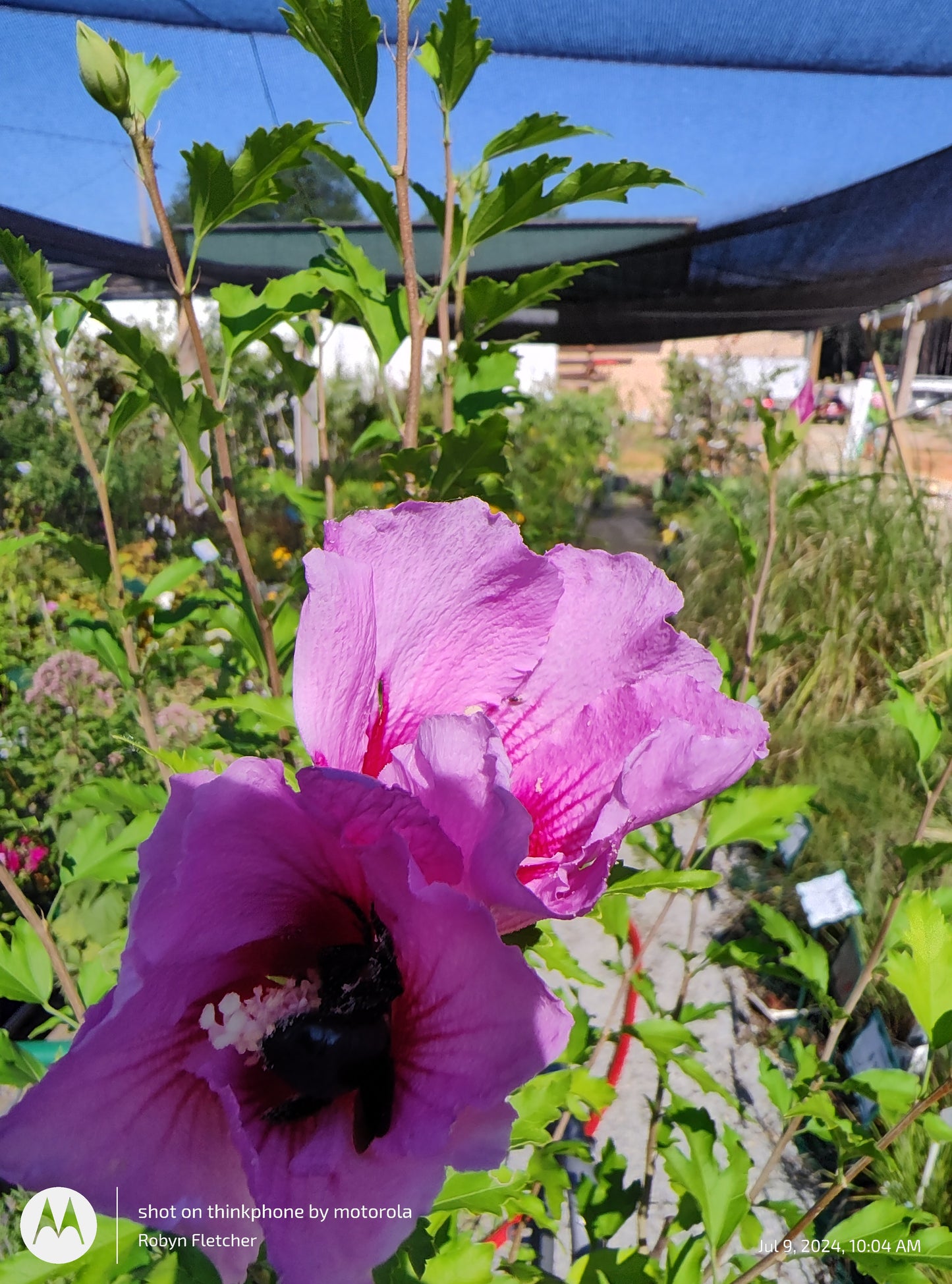 Purple Pillar® Rose of Sharon Hibiscus syriacus PW - 3 Gallon