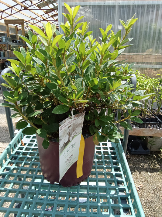 Azalea Encore Autumn Lily - 3 Gallon