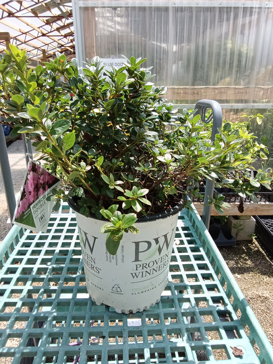 Azalea Perfect Mundo Double Pink Proven Winner - 2 Gallon