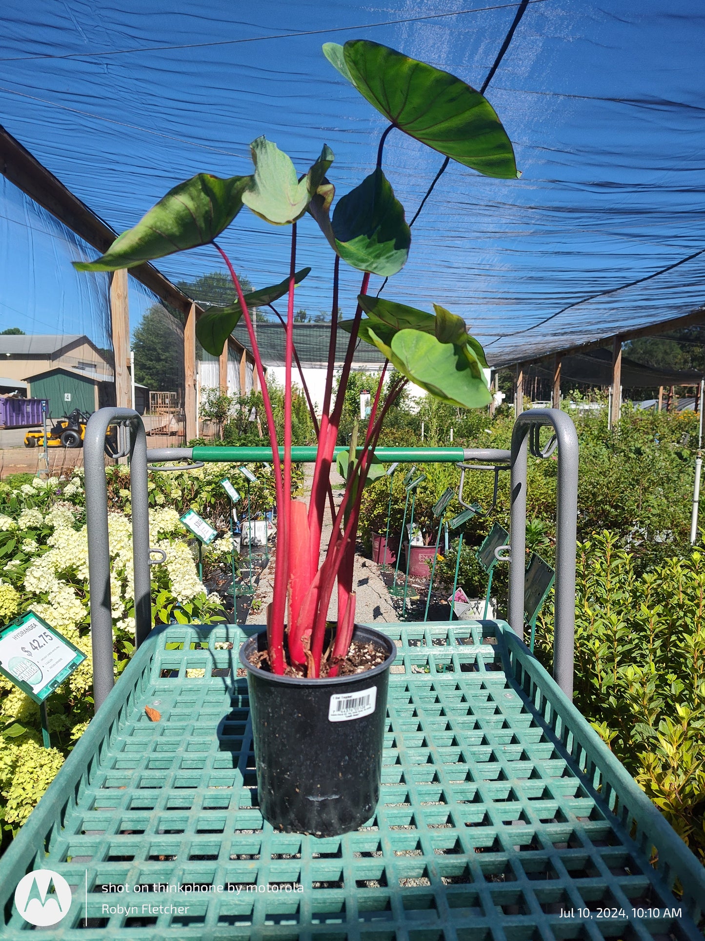 Colocasia Royal Hawaiian Punch - Gallon