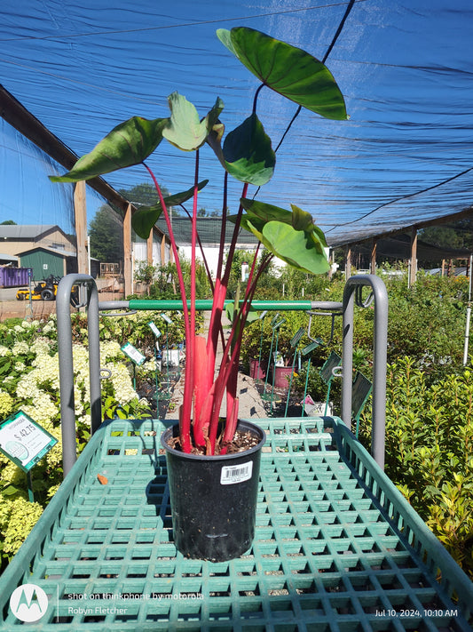 Colocasia Royal Hawaiian Punch - Gallon