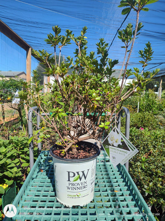Azalea Perfect Mundo Double White Proven Winner - 3 Gallon