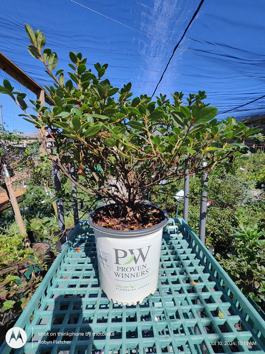 Azalea Perfecto Mundo Double Purple Proven Winner - 3 Gallon