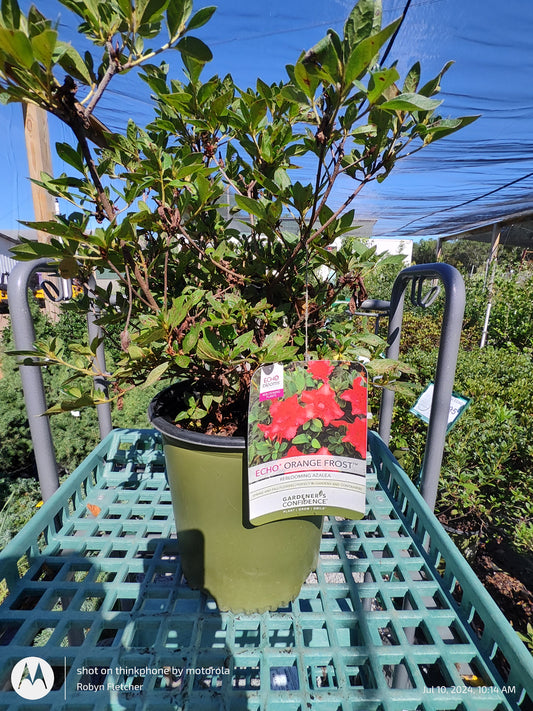 Azalea Echo Orange Frost - Gardeners Confidence - 3 Gallon