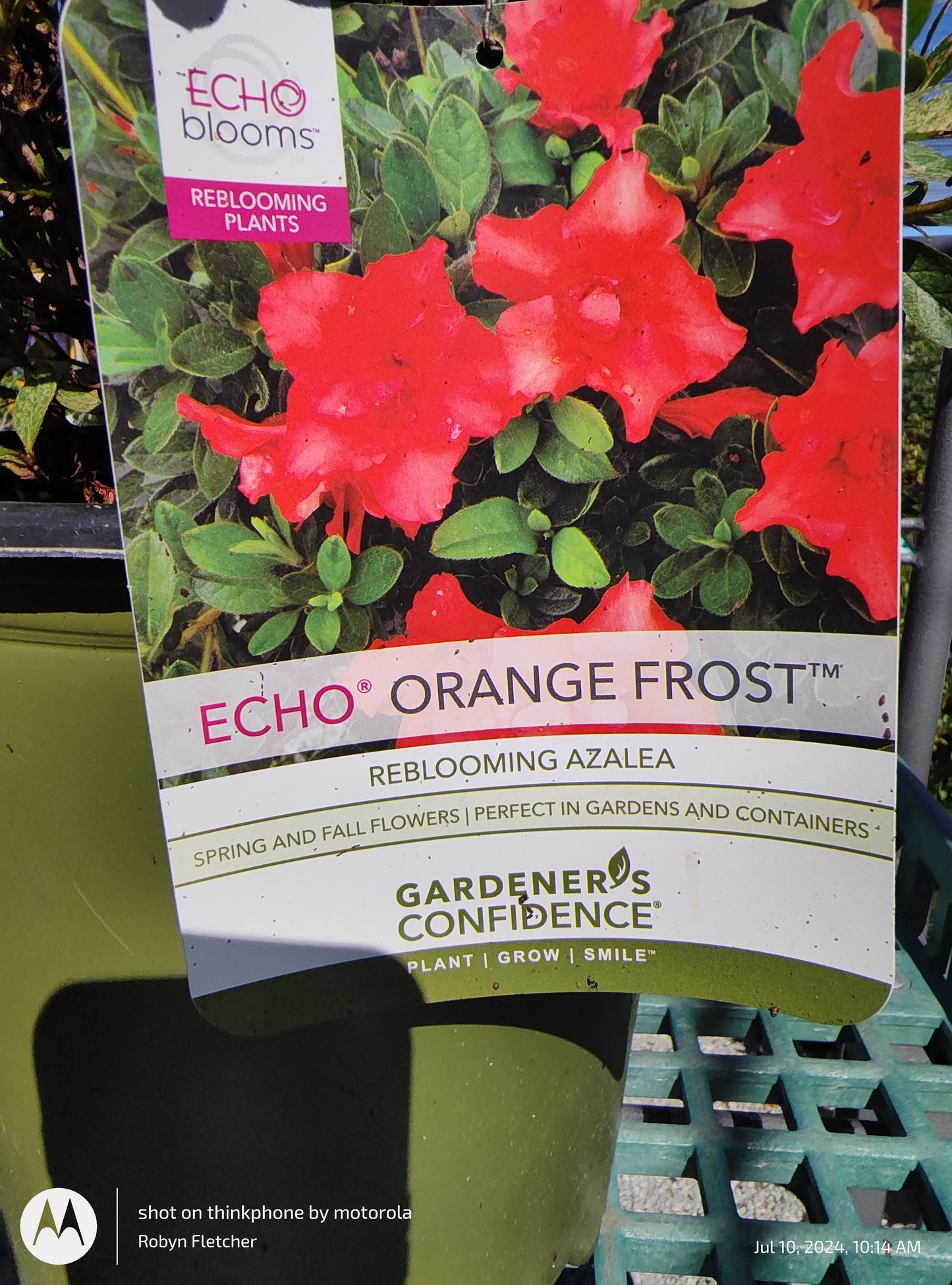 Azalea Echo Orange Frost - Gardeners Confidence - 3 Gallon