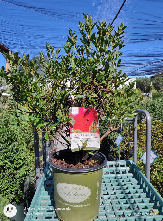 Azalea Echo Fireside Red - Gardeners Confidence -  2 Gallon