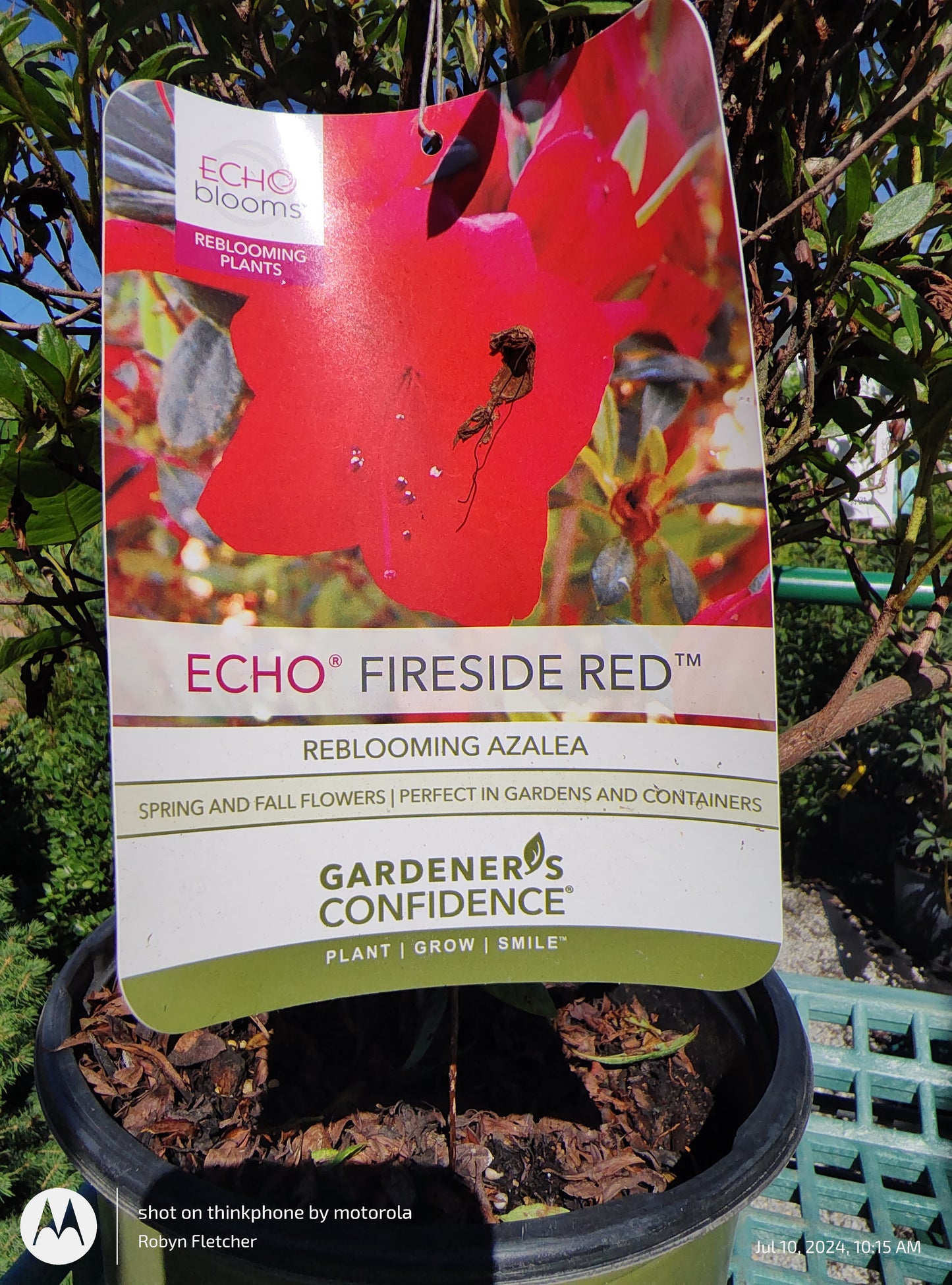 Azalea Echo Fireside Red - Gardeners Confidence -  2 Gallon