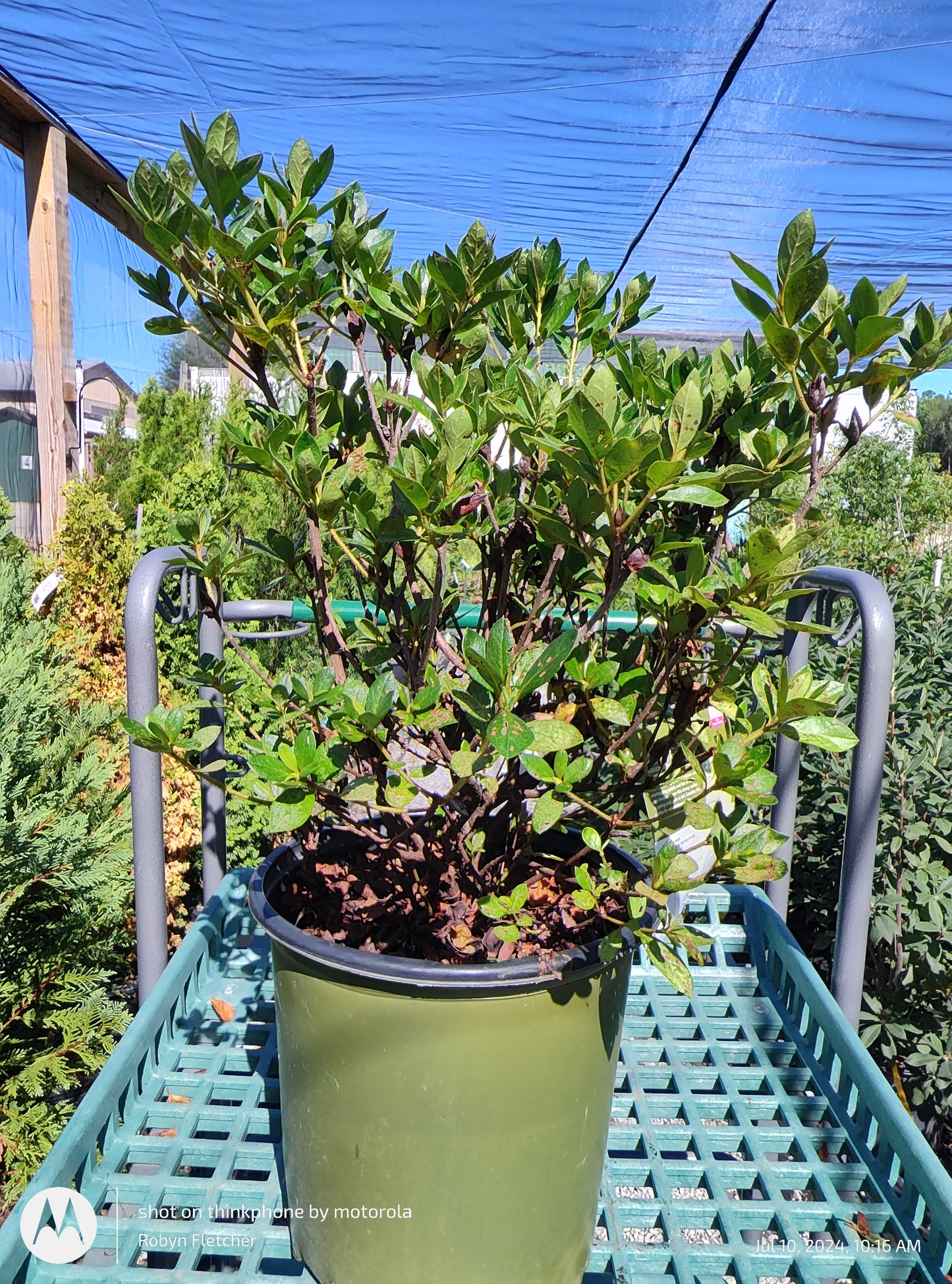 Azalea Echo Pink Explosion - Gardeners Confidence - 2 Gallon