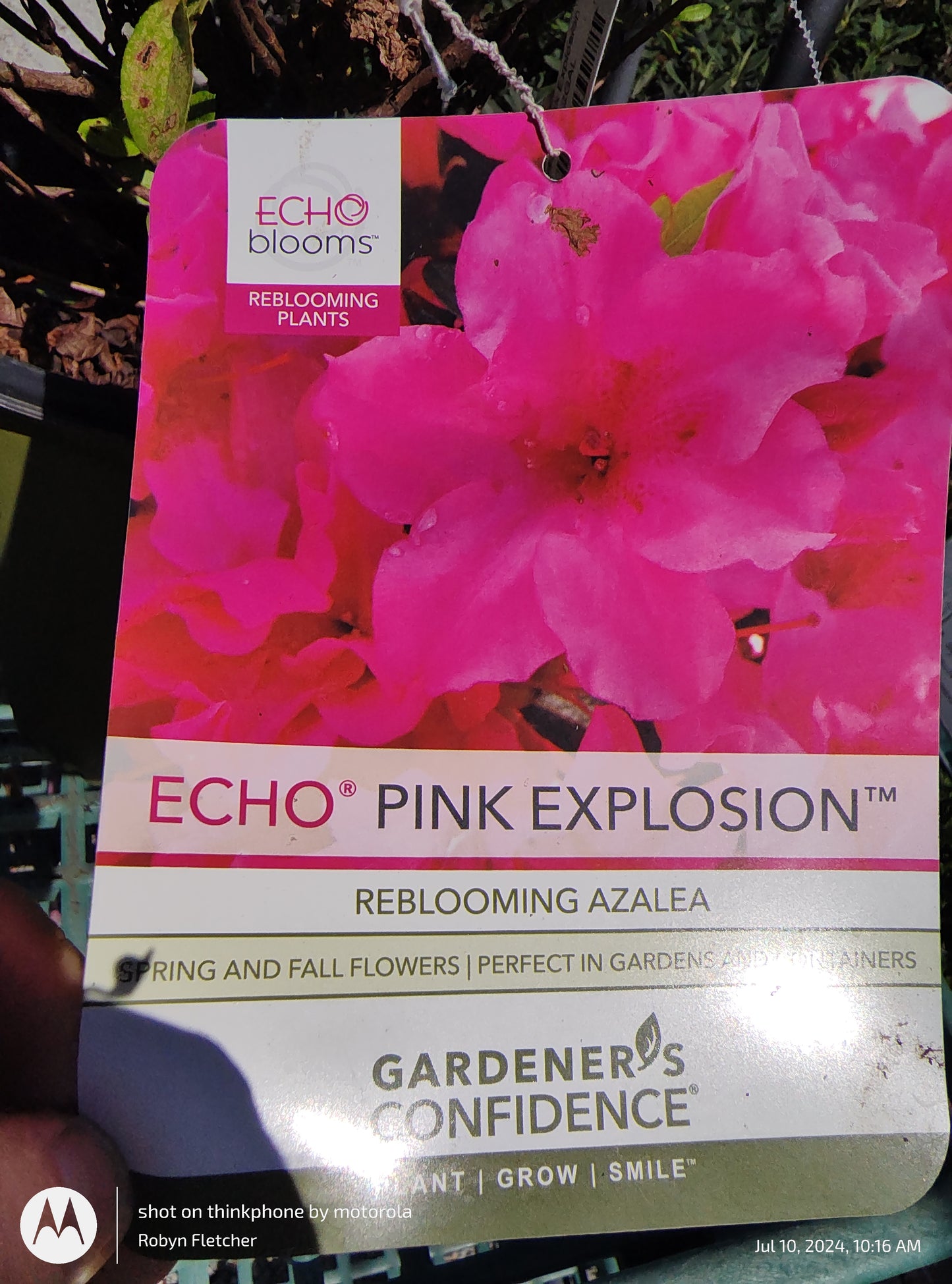 Azalea Echo Pink Explosion - Gardeners Confidence - 2 Gallon