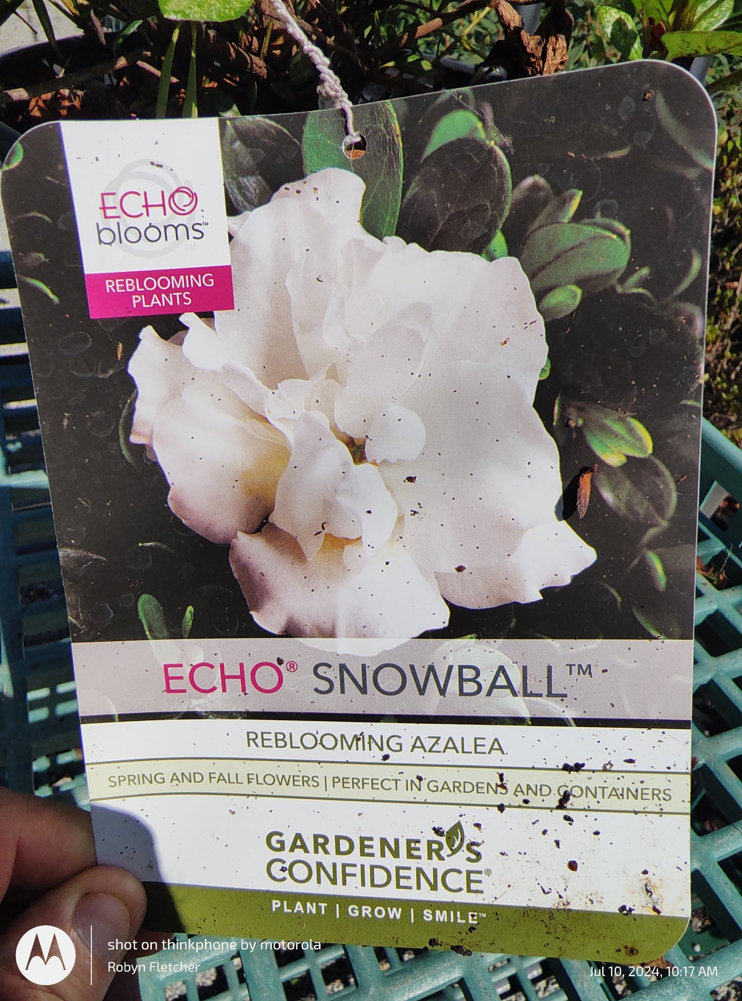 Azalea Echo Snowball - Gardeners Confidence - 2 Gallon