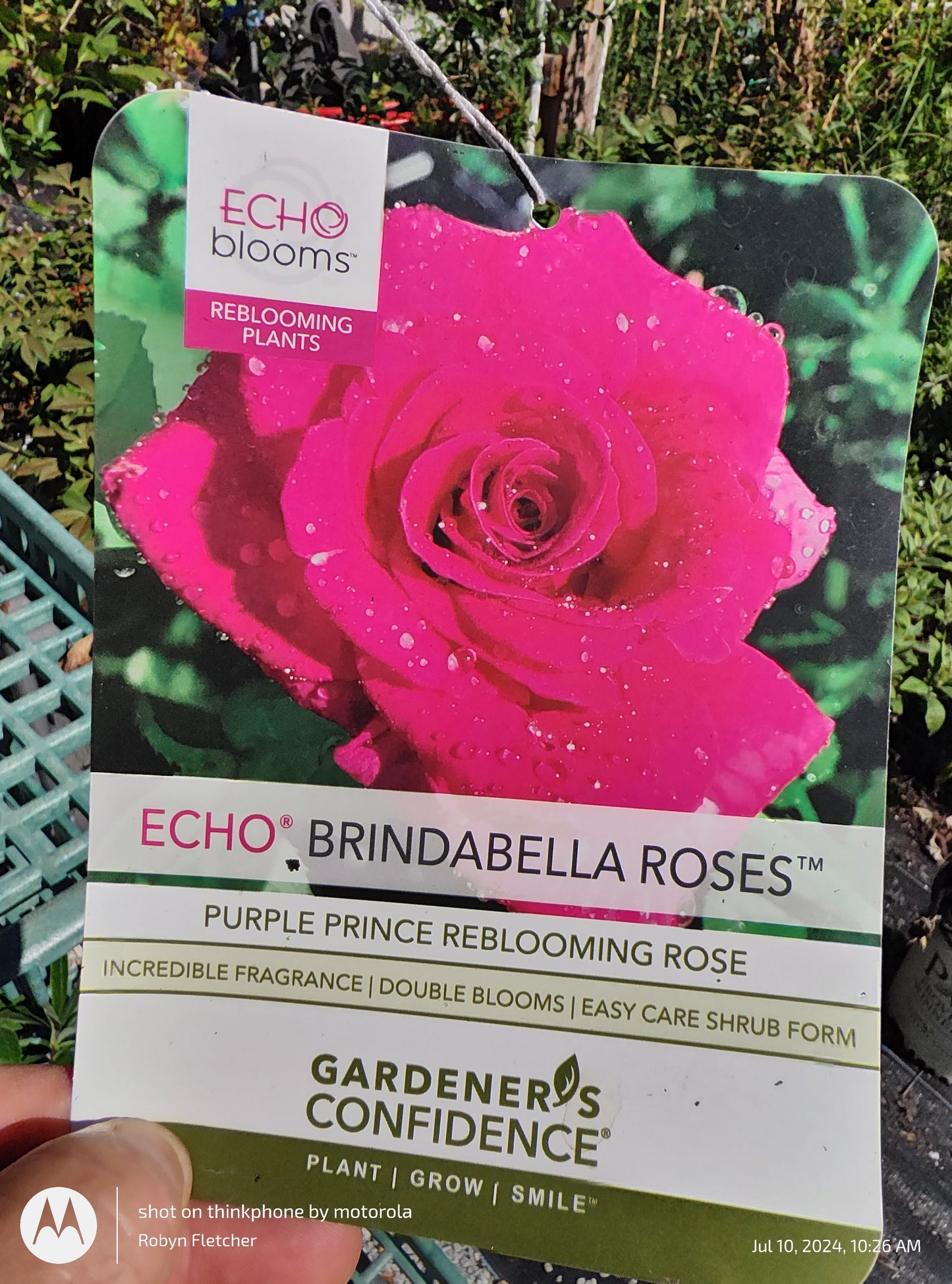 Rose Brindabella Roses Purple Prince - Gardeners Confidence - 3 Gallon