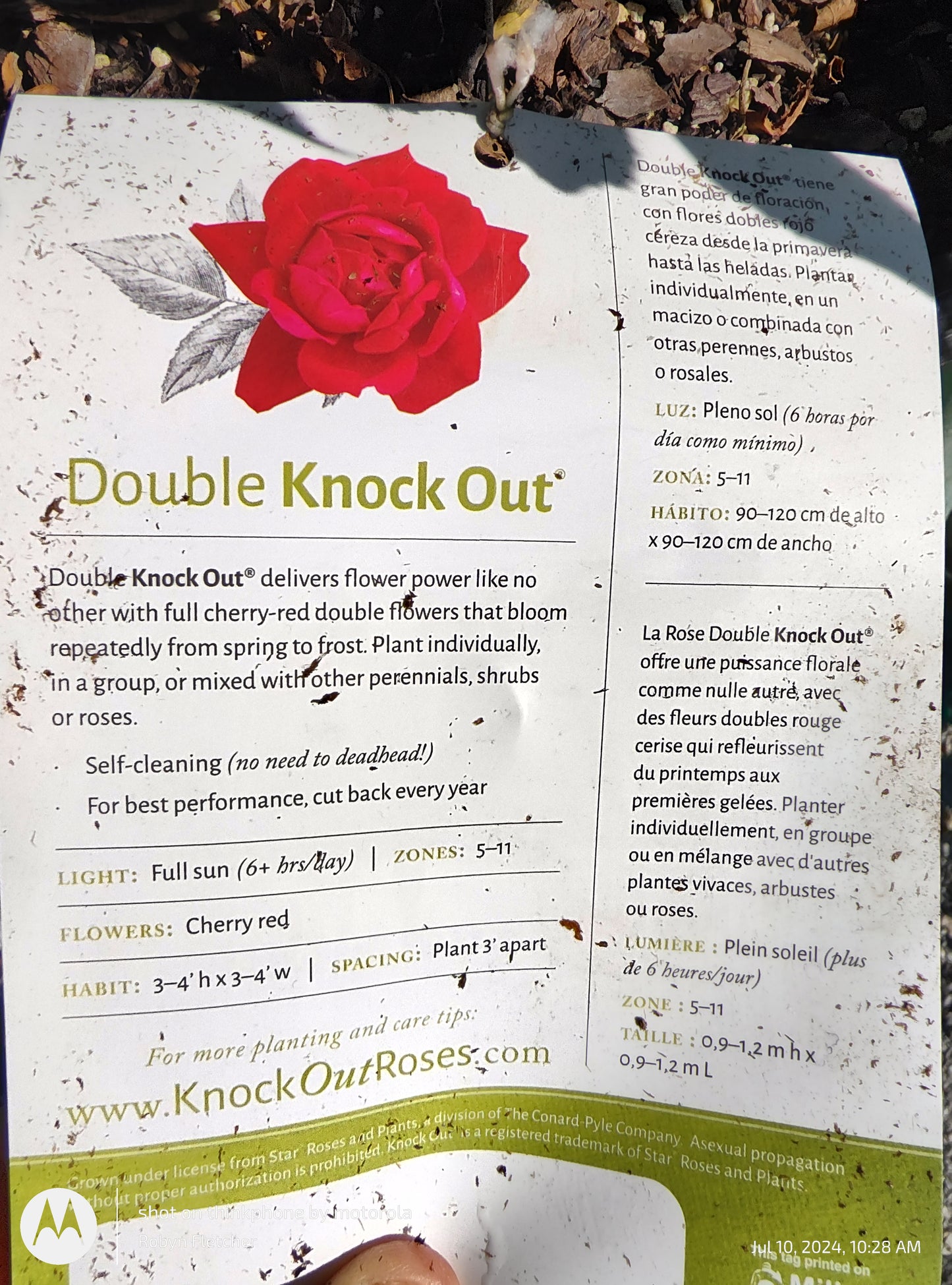 Rose Radtko Double Knock Out - 3 Gallon