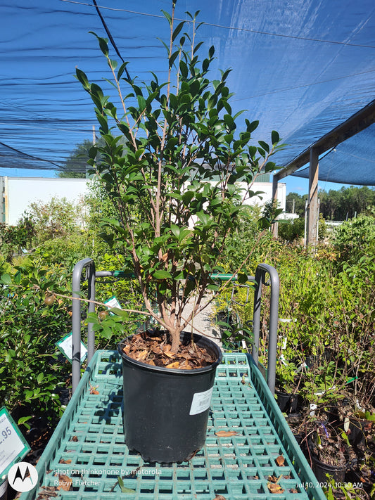 Camellia sasanqua 'Yuletide' - 3 Gallon